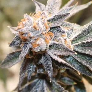 Peanut Butter Breath 7g