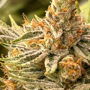 Super Lemon Dragon 7g